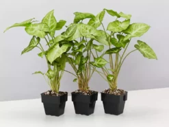 Indoor Garden Syngonium Podophyllum Green Pixie