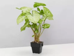Indoor Garden Syngonium Podophyllum Green Pixie 8 Indoor Garden Syngonium Podophyllum Green Pixie