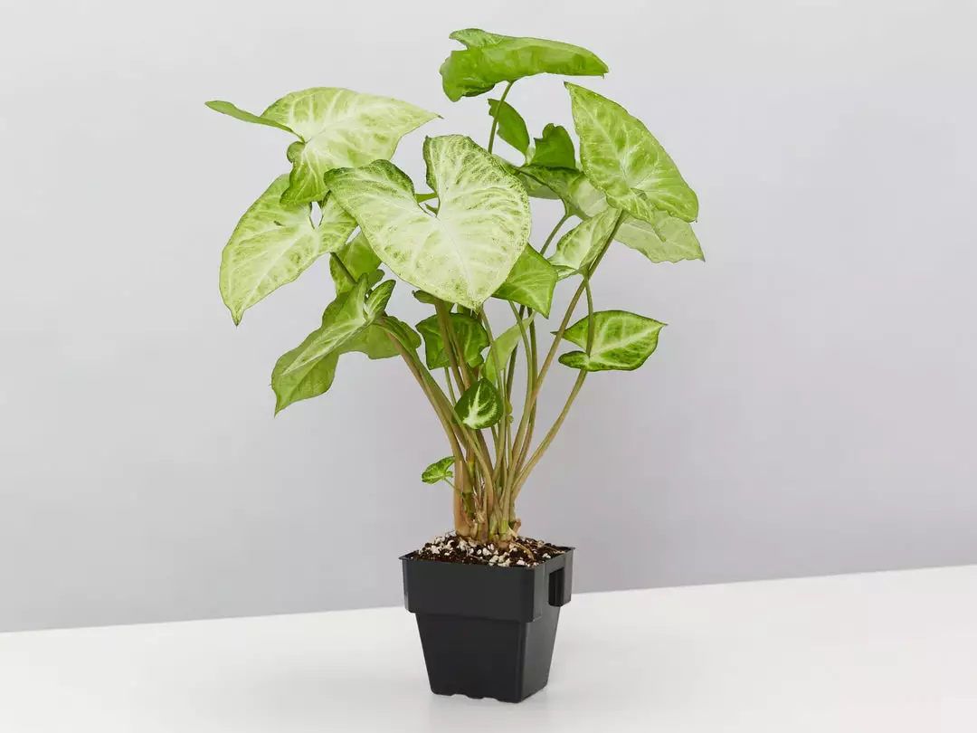 Indoor Garden Syngonium Podophyllum Green Pixie 5 Indoor Garden Syngonium Podophyllum Green Pixie