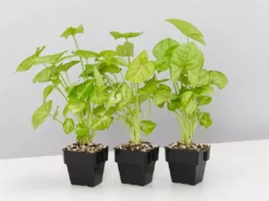 Indoor Garden Easy Care Plants Syngonium Mango Allusion 11 Indoor Garden Easy Care Plants Syngonium Mango Allusion