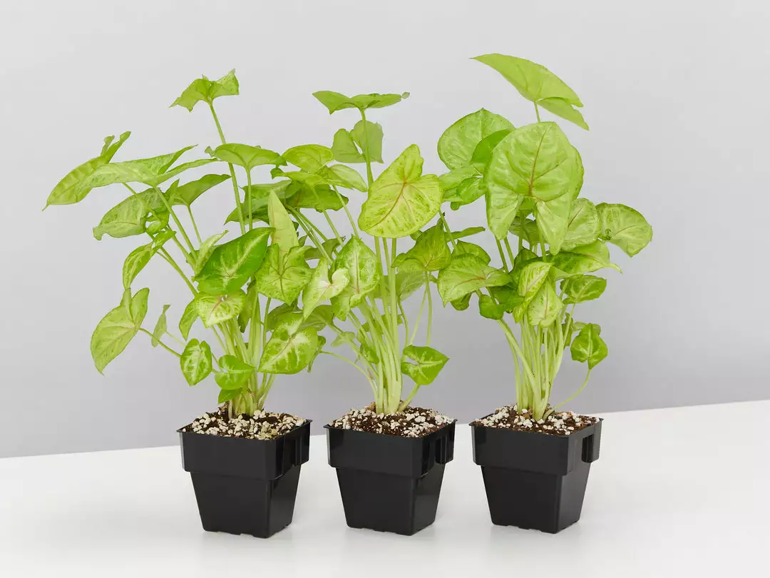 Indoor Garden Easy Care Plants Syngonium Mango Allusion 5 Indoor Garden Easy Care Plants Syngonium Mango Allusion