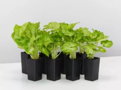 Indoor Garden Easy Care Plants Syngonium Mango Allusion