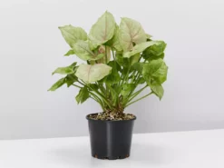 Indoor Garden Syngonium Podophyllum Mango Allusion With Pot Option Syngoniums
