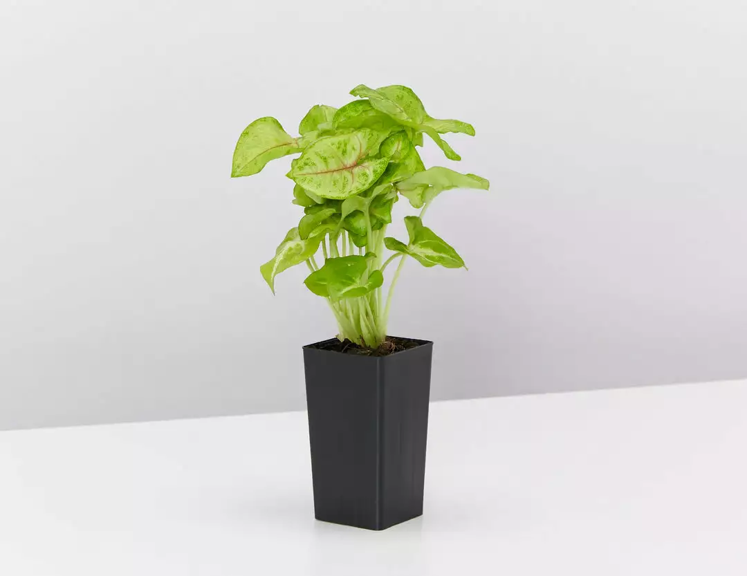 Indoor Garden Easy Care Plants Syngonium Mango Allusion 6 Indoor Garden Easy Care Plants Syngonium Mango Allusion