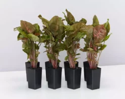 Indoor Garden Syngonium Podophyllum Bronze