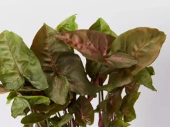 Indoor Garden Syngonium Podophyllum Bronze