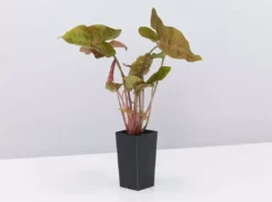 Indoor Garden Easy Care Plants Syngonium Mixed Pack