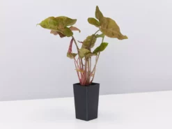 Indoor Garden The Plant Killers Houseplant Pack Easy Care Plants