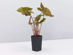 Indoor Garden Syngonium Podophyllum Bronze