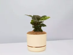 Indoor Garden Syngonium Podophyllum Bronze With Pot Option Easy Care Plants