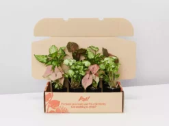 Indoor Garden Easy Care Plants Syngonium Mixed Pack