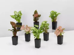 Indoor Garden Easy Care Plants Syngonium Mixed Pack
