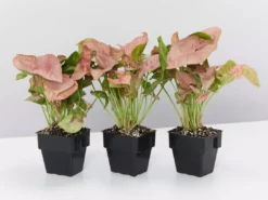 Indoor Garden Syngonium Neon - 85mm