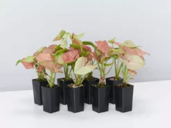 Indoor Garden Syngonium Neon Easy Care Plants