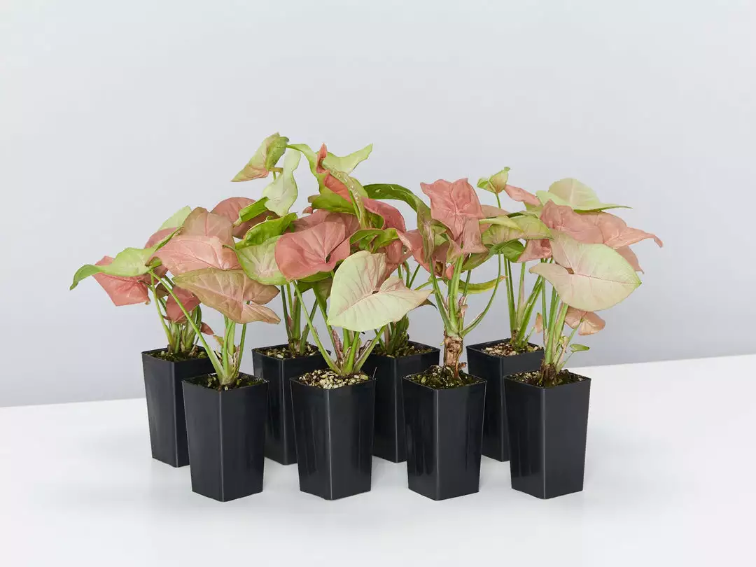 Indoor Garden Syngonium Neon Easy Care Plants 3 Indoor Garden Syngonium Neon Easy Care Plants