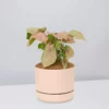 Pot + Plant Gift Box Syngoniums Syngonium Neon - Pot + Plant + Soil
