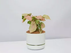 Pot + Plant Gift Box Syngoniums Syngonium Neon - Pot + Plant + Soil