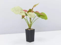 Indoor Garden Syngonium Neon Easy Care Plants 8 Indoor Garden Syngonium Neon Easy Care Plants