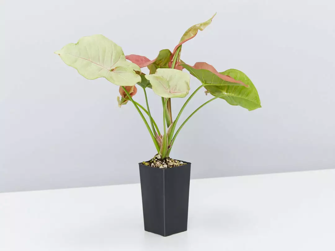 Indoor Garden Syngonium Neon Easy Care Plants 5 Indoor Garden Syngonium Neon Easy Care Plants