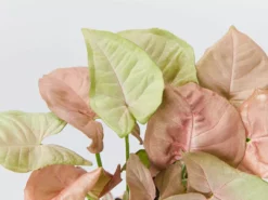 Indoor Garden Syngonium Neon Easy Care Plants