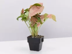 Indoor Garden Syngonium Neon - 85mm