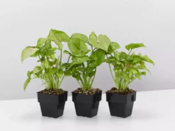 Indoor Garden Syngonium Podophyllum Pink Vein - 85mm Syngoniums