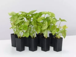 Indoor Garden Syngoniums Syngonium Podophyllum Pink Vein