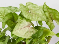 Indoor Garden Syngonium Podophyllum Pink Vein - 85mm Syngoniums