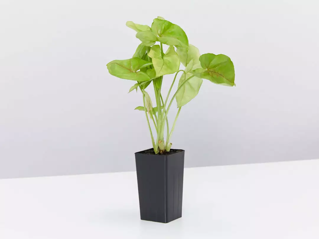 Indoor Garden Syngoniums Syngonium Podophyllum Pink Vein 5 Indoor Garden Syngoniums Syngonium Podophyllum Pink Vein