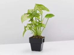 Indoor Garden Air Purifying Air Purifier Houseplant Pack - Larger Sized Plants