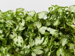 Indoor Garden Syngonium Pixie Mini - 85mm Syngoniums