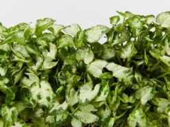 Indoor Garden Syngonium Pixie Mini Syngoniums