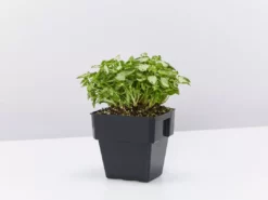 Indoor Garden Syngonium Pixie Mini - 85mm Syngoniums