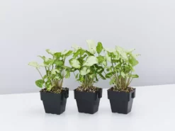 Indoor Garden Shrubs Syngonium Podophyllum Pixie 10 Indoor Garden Shrubs Syngonium Podophyllum Pixie