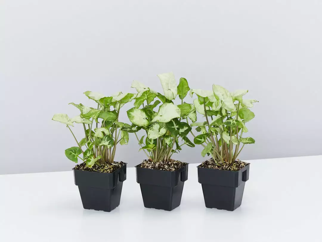 Indoor Garden Shrubs Syngonium Podophyllum Pixie 5 Indoor Garden Shrubs Syngonium Podophyllum Pixie