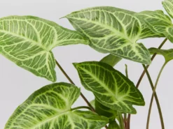 Indoor Garden Syngonium Podophyllum Noak