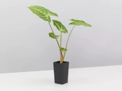 Indoor Garden Syngonium Podophyllum Noak