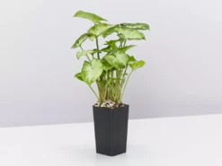 Indoor Garden Gift Kits Greenwall Kit - Includes Plants 19 Indoor Garden Gift Kits Greenwall Kit - Includes Plants