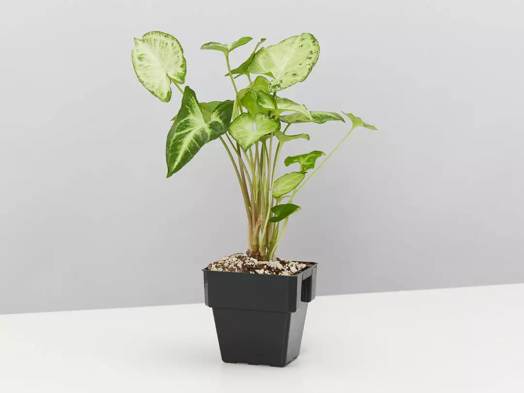 Indoor Garden Mr Kitly 3 Plants & 3 Pots - 215mm 7 Indoor Garden Mr Kitly 3 Plants & 3 Pots - 215mm