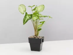 Indoor Garden Mr Kitly 3 Plants & 3 Assorted Sized Pots Plant Packs