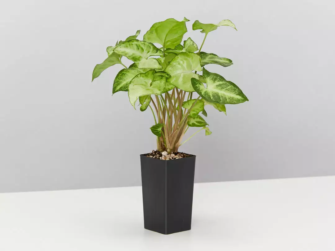 Indoor Garden Green Wall Pack - Indoors 11 Indoor Garden Green Wall Pack - Indoors