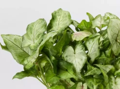 Indoor Garden Ground Covers Syngonium Red Vein Arrowhead Plant