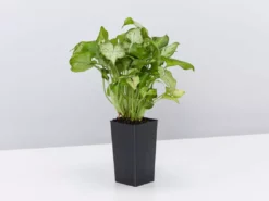 Indoor Garden Ground Covers Syngonium Red Vein Arrowhead Plant