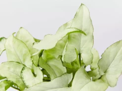 Indoor Garden Ground Covers Syngonium Podophyllum Silver Pearl