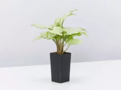 Indoor Garden Ground Covers Syngonium Podophyllum Silver Pearl