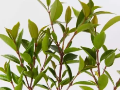 Hedge Syzygium Australe 'Baby Boomer' Shrubs