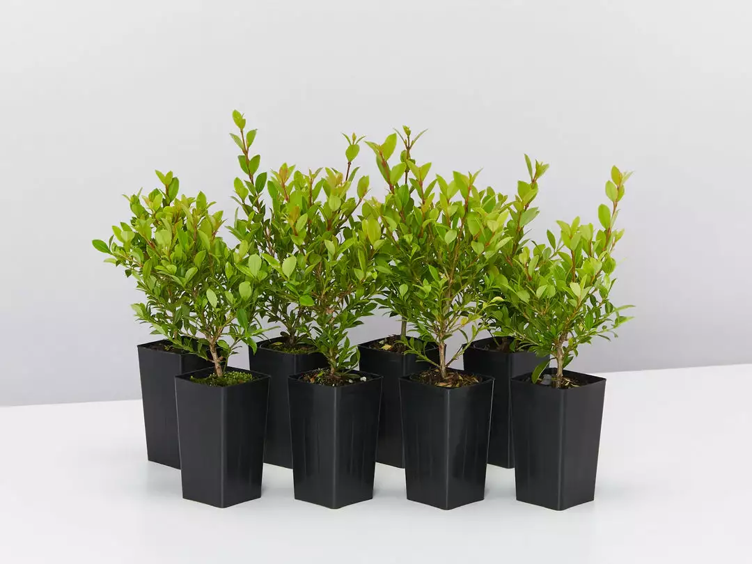 Hedge Shrubs Syzygium Australe 'Tiny Trev' Dwarf Lilly Pilly 3 Hedge Shrubs Syzygium Australe 'Tiny Trev' Dwarf Lilly Pilly