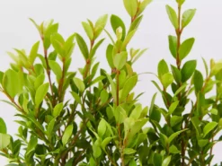 Hedge Shrubs Syzygium Australe 'Tiny Trev' Dwarf Lilly Pilly 10 Hedge Shrubs Syzygium Australe 'Tiny Trev' Dwarf Lilly Pilly