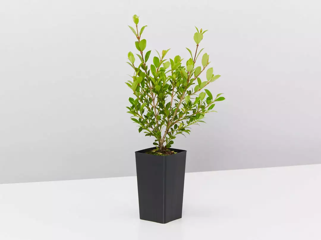 Hedge Shrubs Syzygium Australe 'Tiny Trev' Dwarf Lilly Pilly 5 Hedge Shrubs Syzygium Australe 'Tiny Trev' Dwarf Lilly Pilly