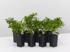 Hedge Syzygium Elite Shrubs